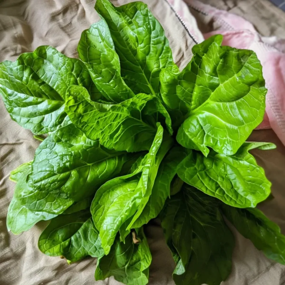 Sikuri 'Spadona' versoiksi
