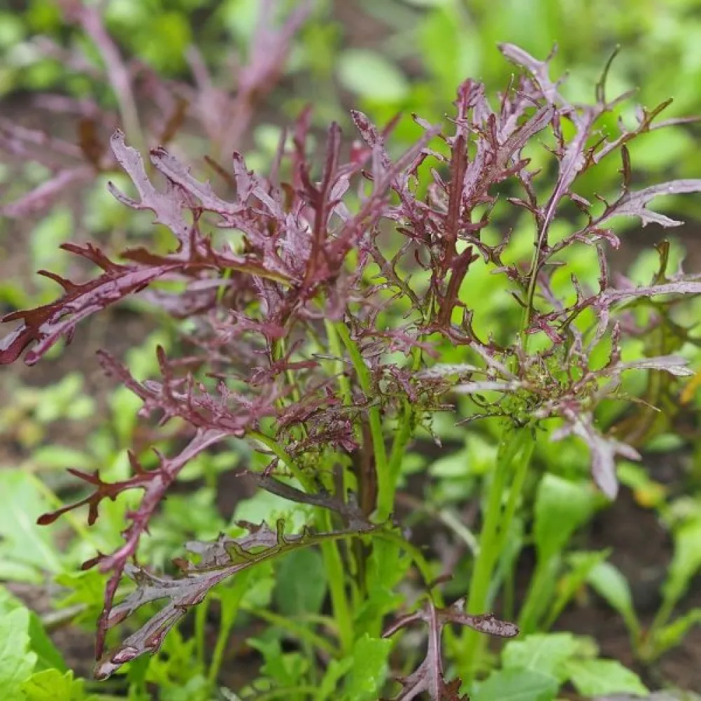Mizuna 'Red Frills'