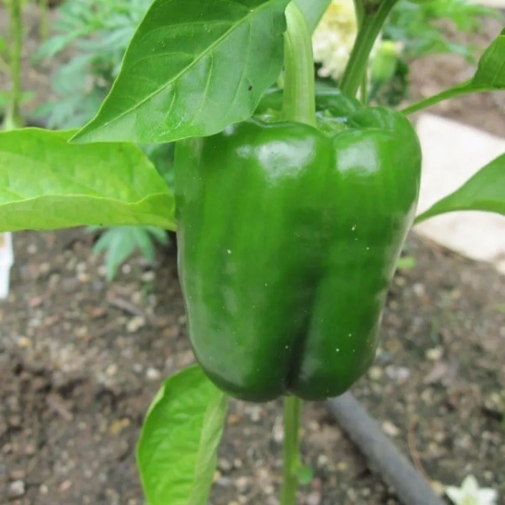 Paprika 'California Wonder'