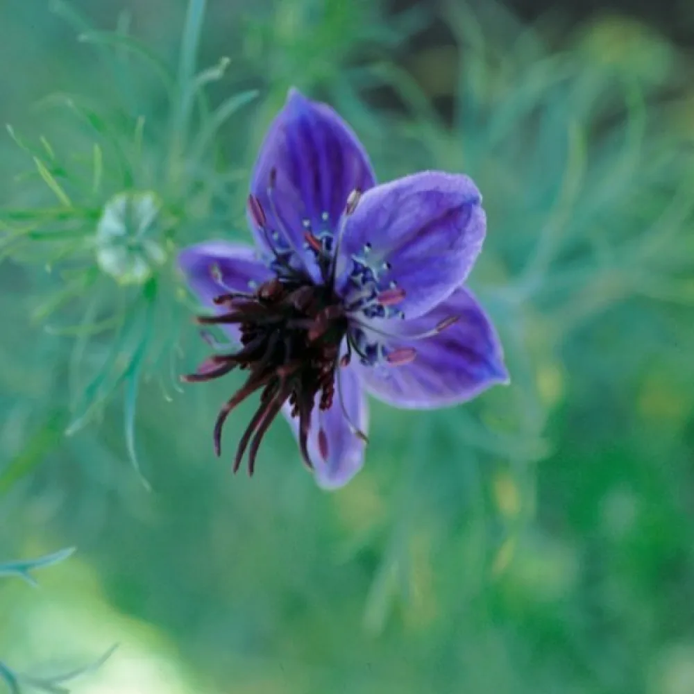 Nigella hispanica – sininen