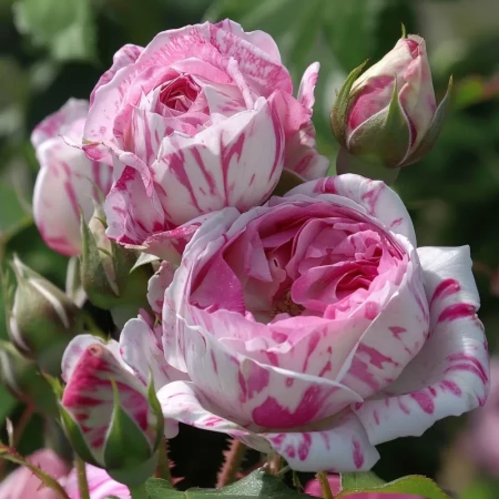 Ruusu 'Floral Whirl' – paljasjuurinen