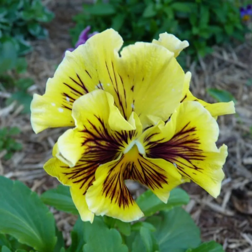 Tarhaorvokki 'Germania Rococo' (sekoitus)
