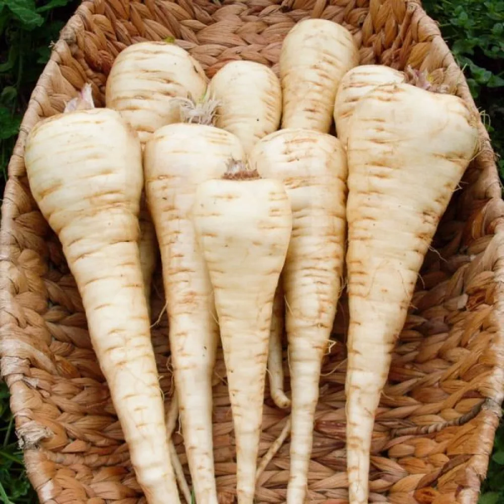 Palsternakka 'Halflong White'