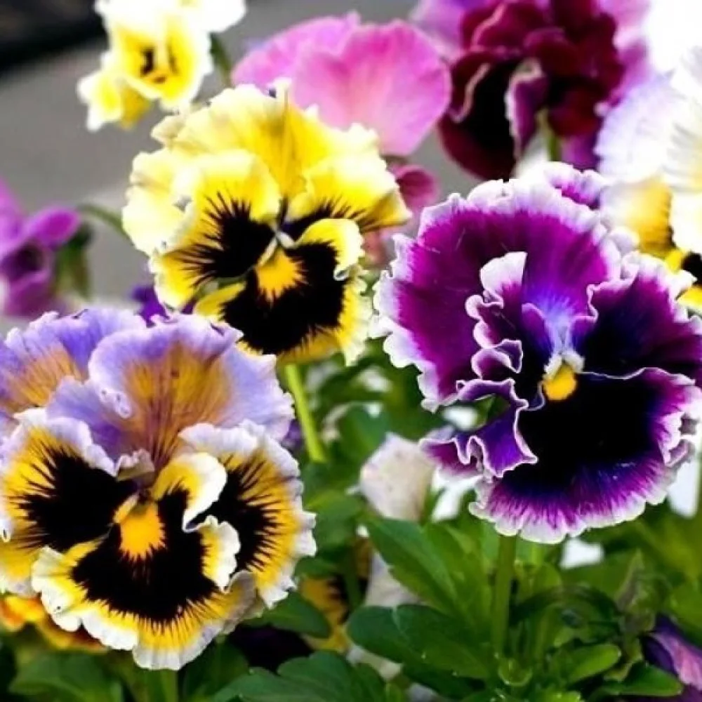 Tarhaorvokki 'Germania Rococo' (sekoitus)