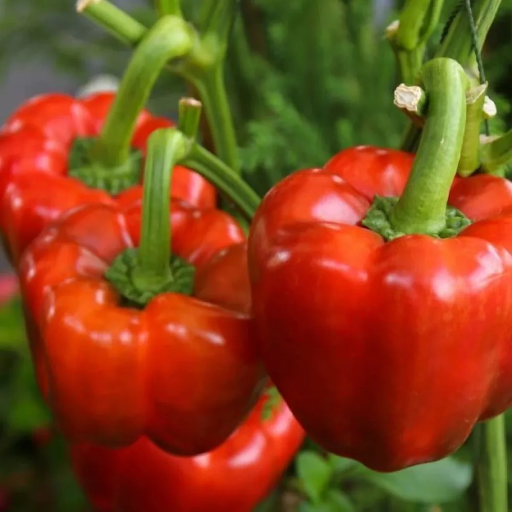 Paprika 'Yolo Wonder'