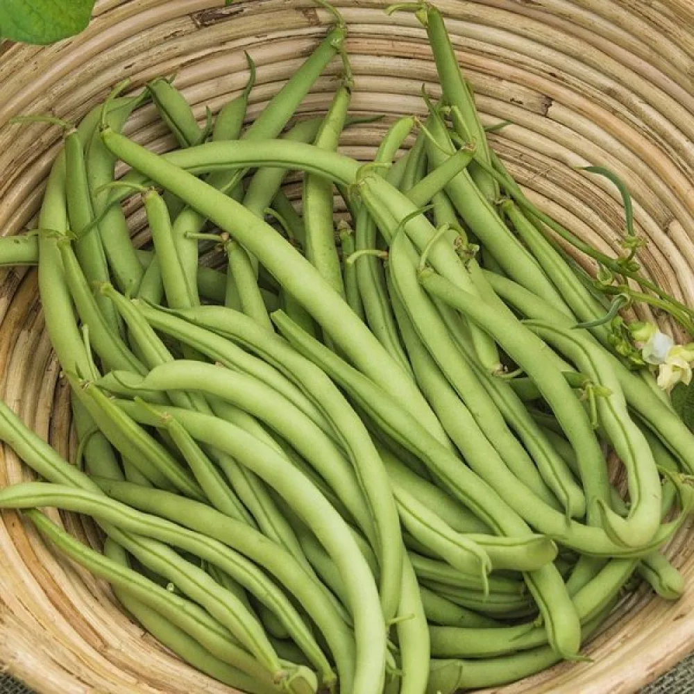 Tarhapapu 'Contender'