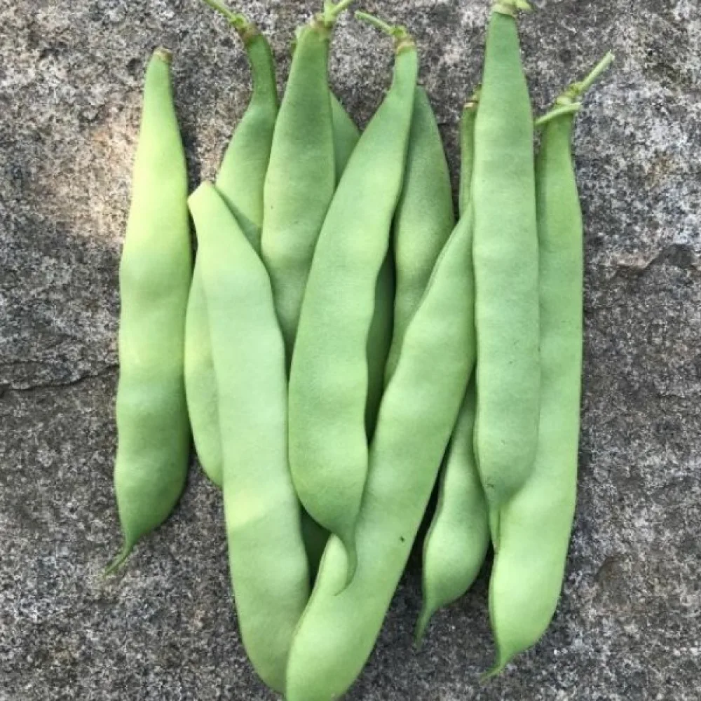 Tarhapapu 'Roma II'