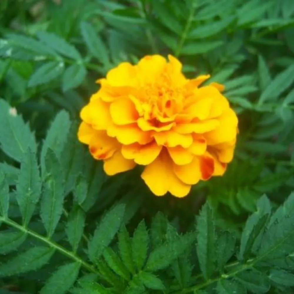 Ruusukesamettikukka 'Double Goldie'
