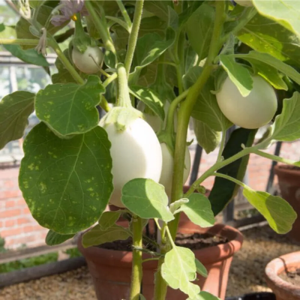 Munakoiso 'White Egg'
