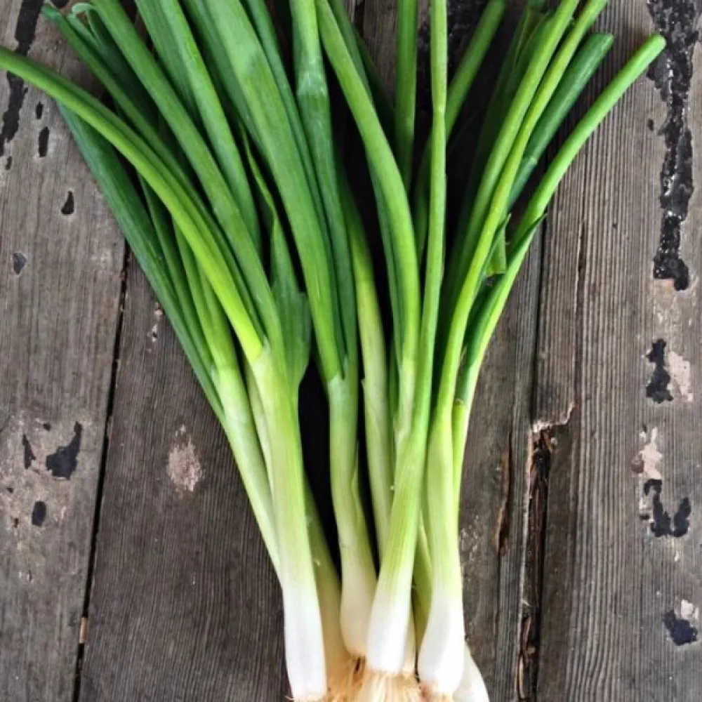 Kevätsipuli 'Ishikura'