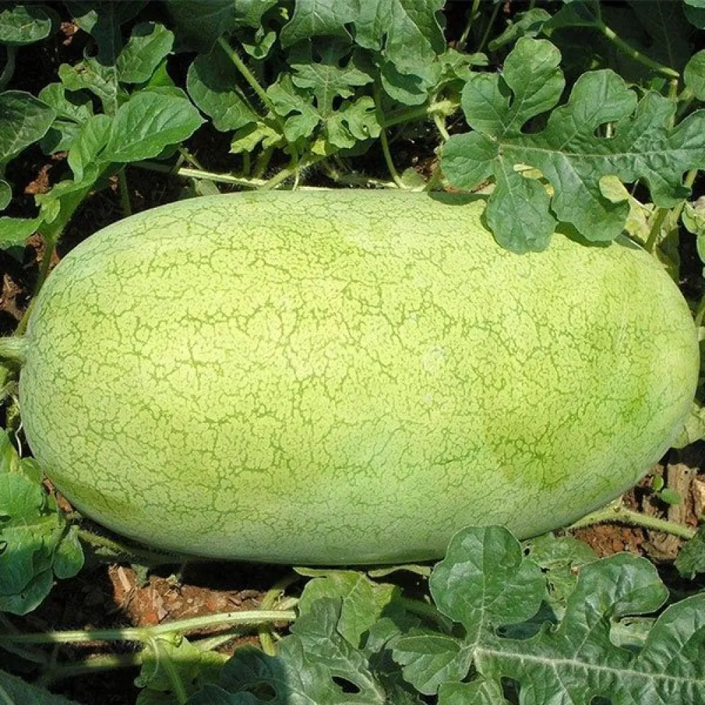 Vesimeloni 'Charleston Grey' 8–12 kg