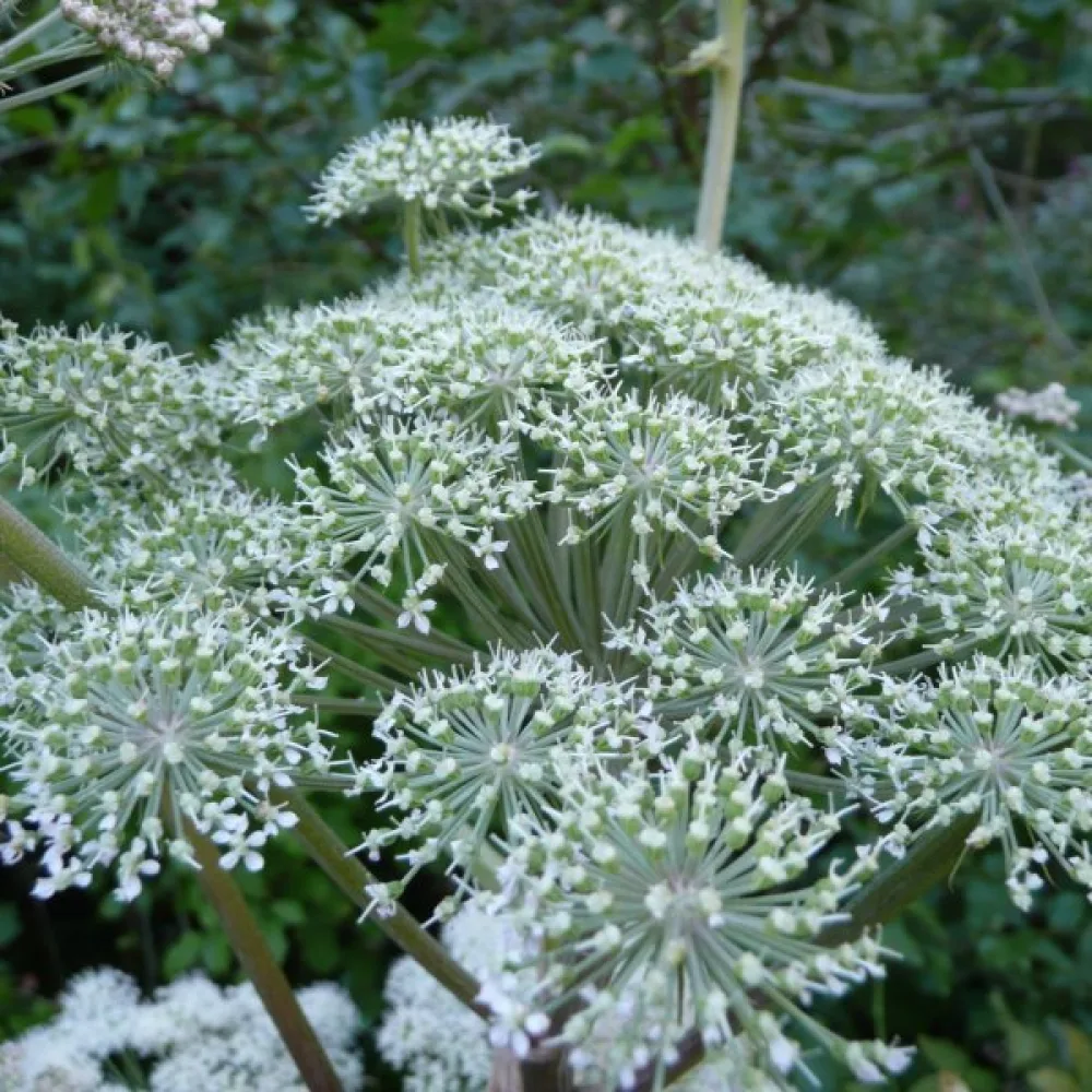 Karhunputki Angelica sylvestris