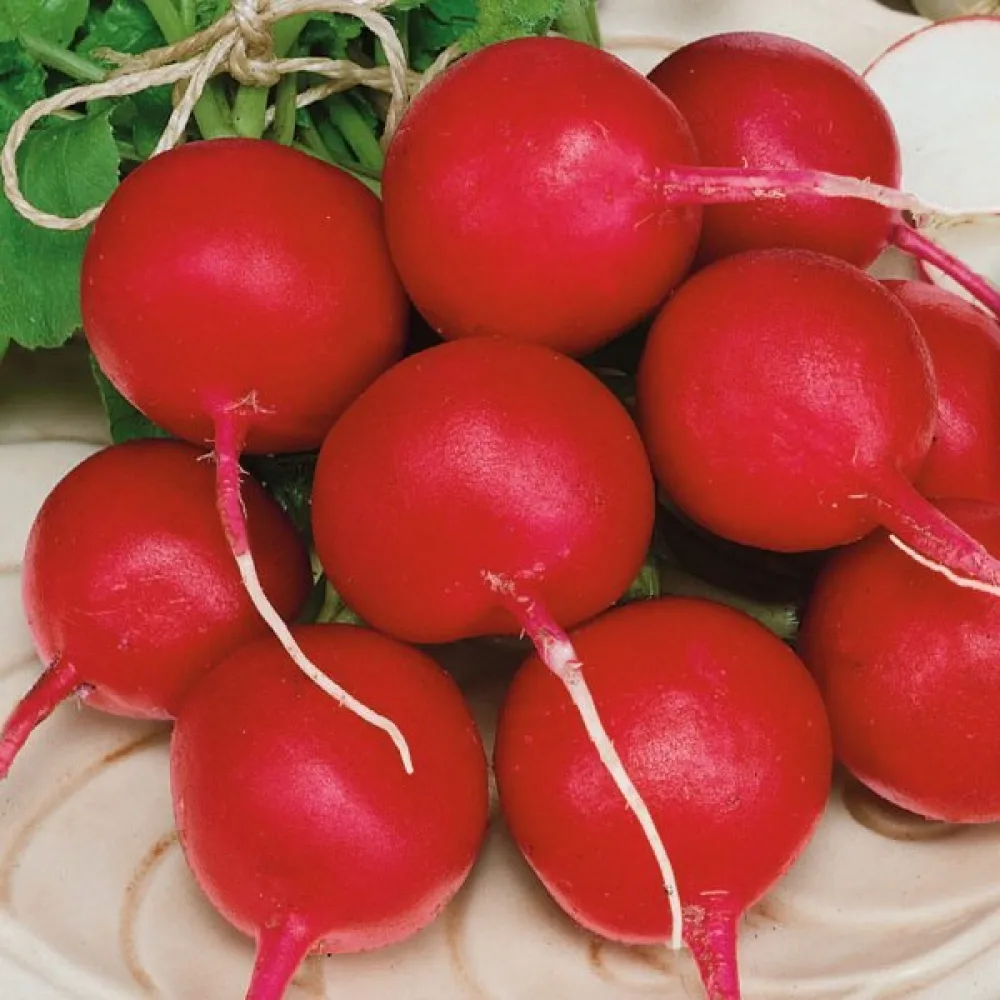 Retiisi 'Riesenbutter'