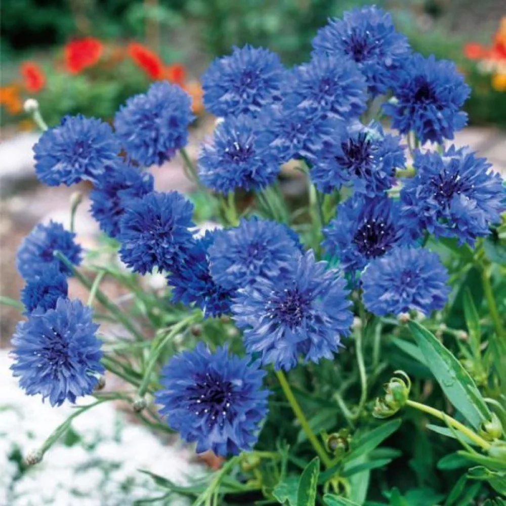 Ruiskaunokki 'Blue Diadem', sininen