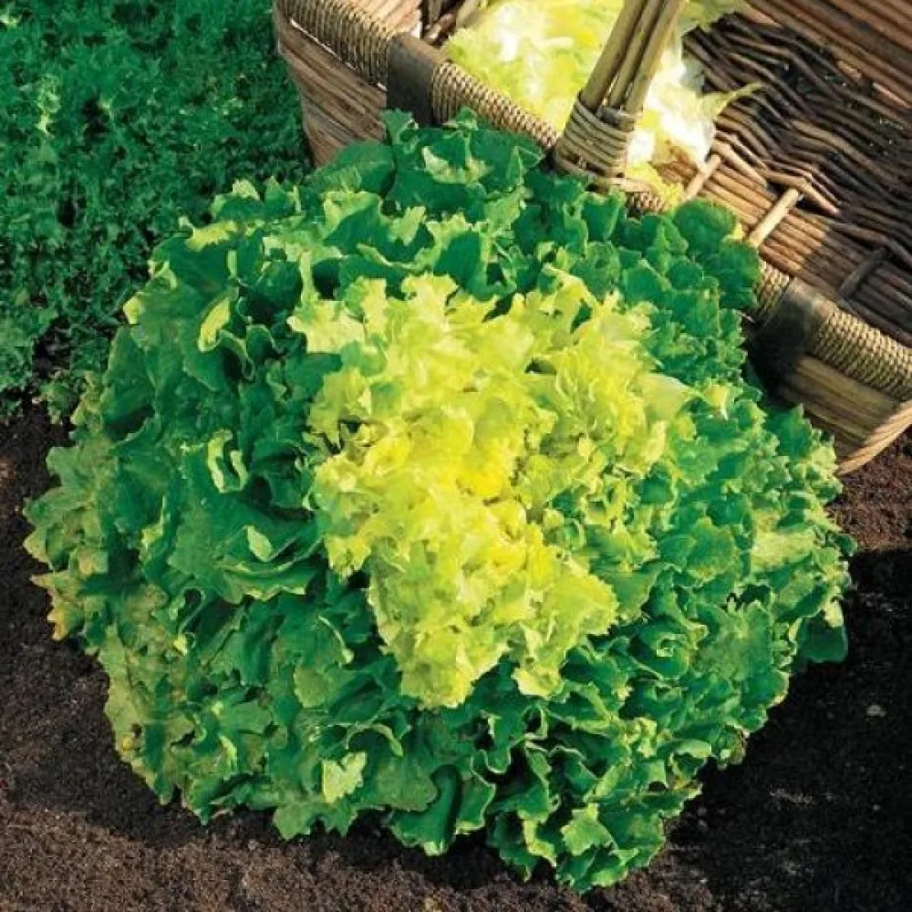 Endiivi 'Geante'