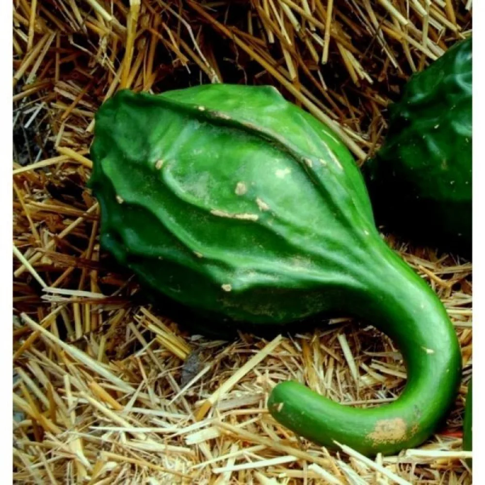 Pullokurpitsa 'Marenka'