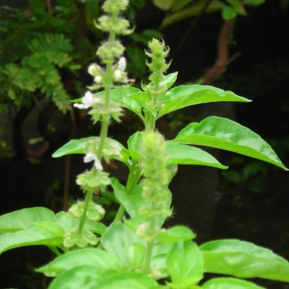 Sitruunabasilika