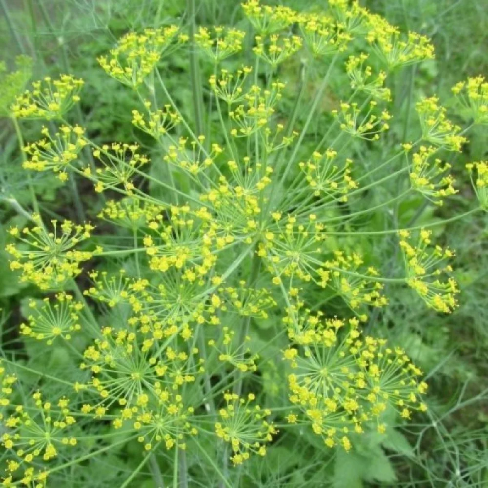 Tilli 'Compact'