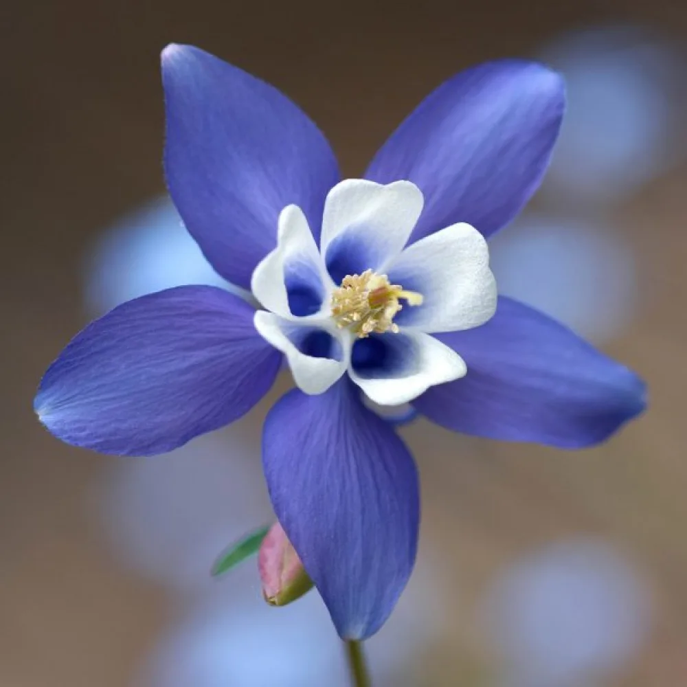 Akileija 'Blue Star'