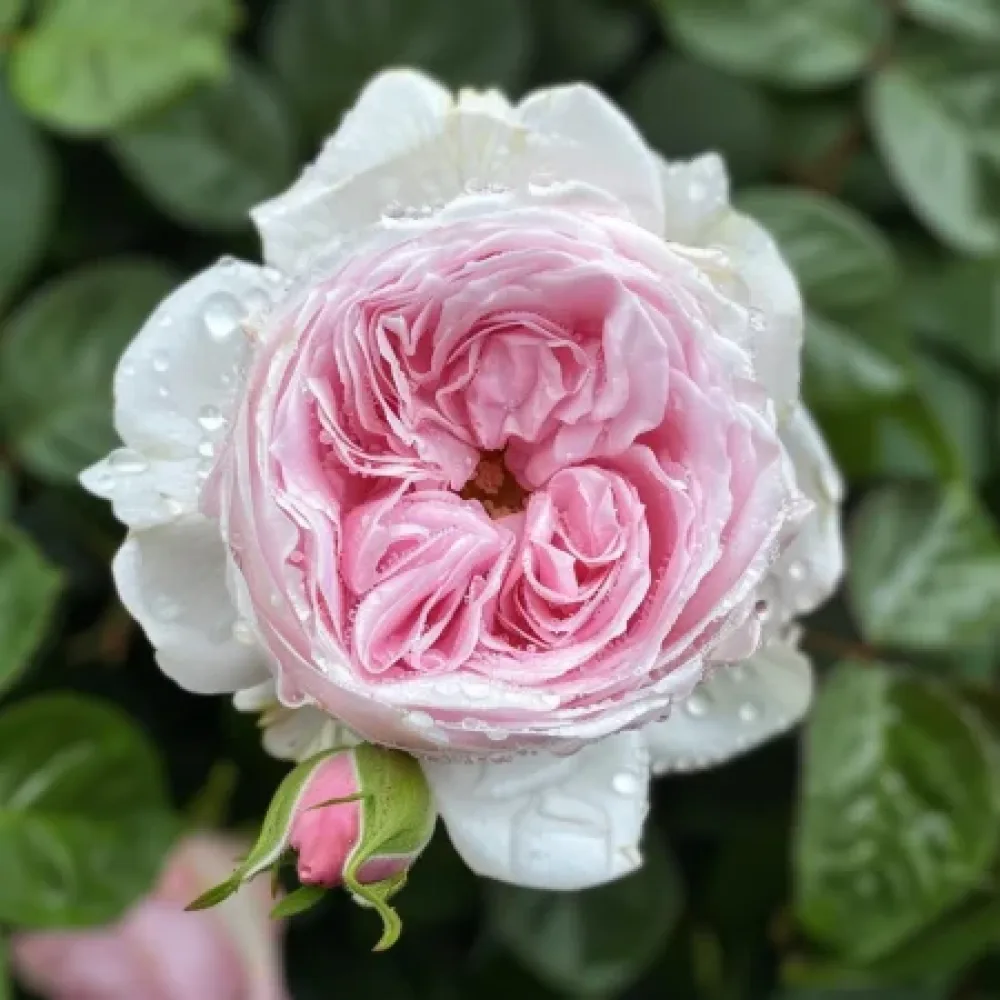 Ruusu 'Silver Pink Glow'