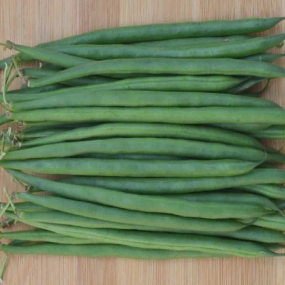 Ruusupapu 'Westa'