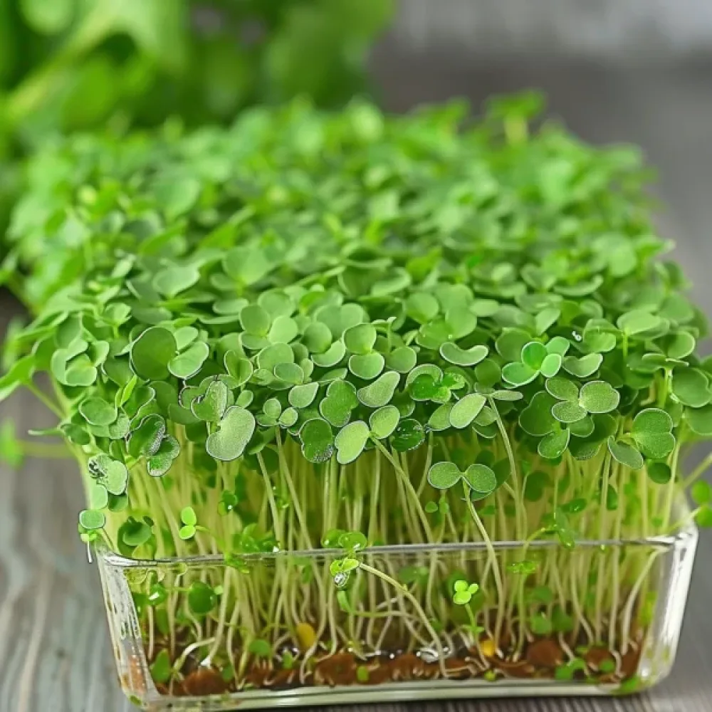 Rucola idätykseen