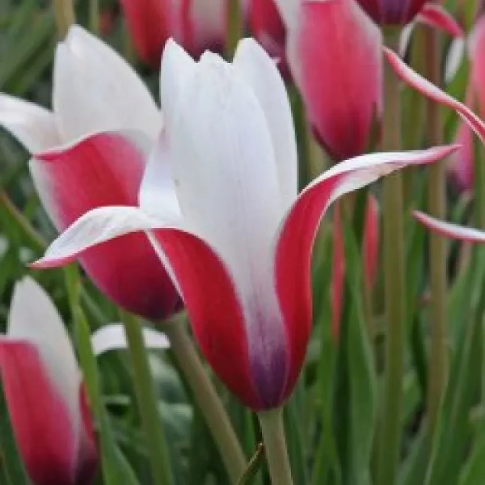 Tulppaani 'Clusiana Peppermint Stick'