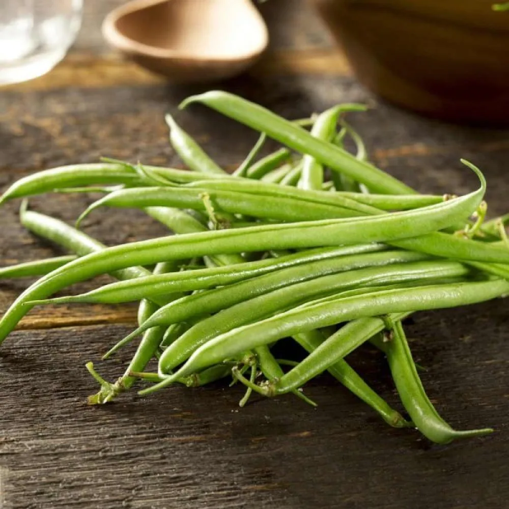 Kuivapapu 'Cannellino'