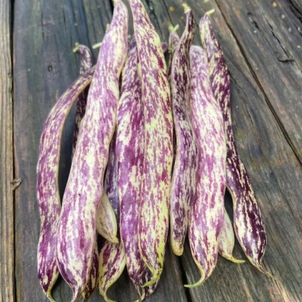 Tarhapapu 'Merveille de Piemonte'