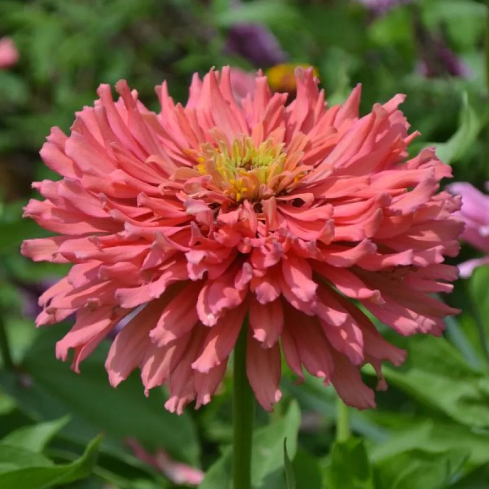Tsinnia 'Senorita'