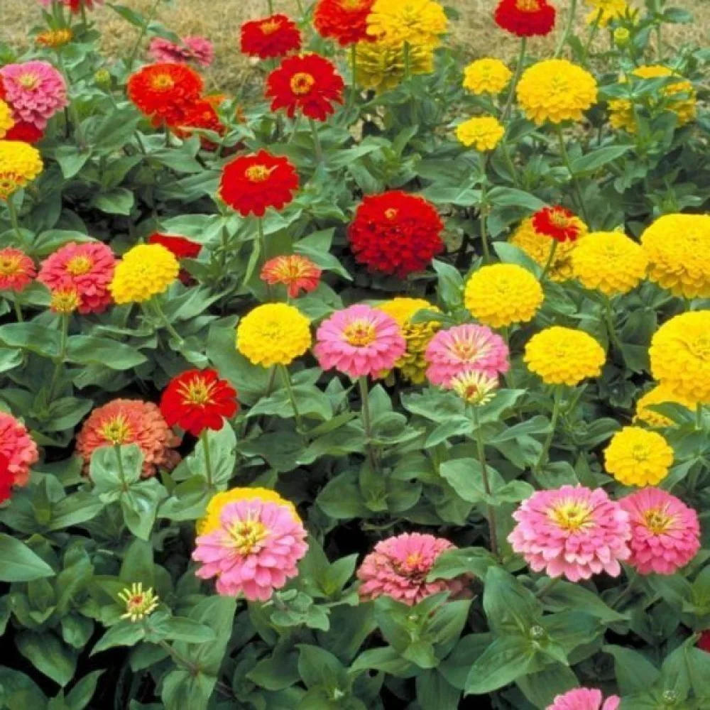 Tsinnia 'Formula Mixture'