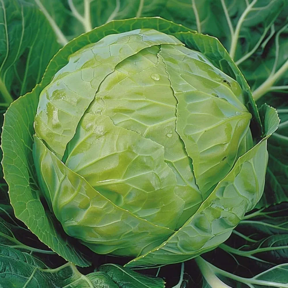 Valkokaali 'Kamienna Glowa'