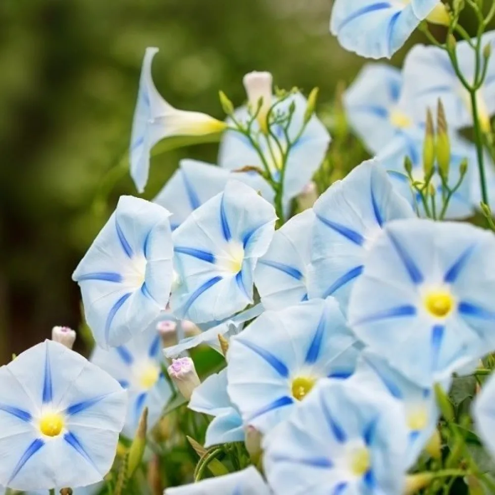 Elämänlanka 'Blue Star'