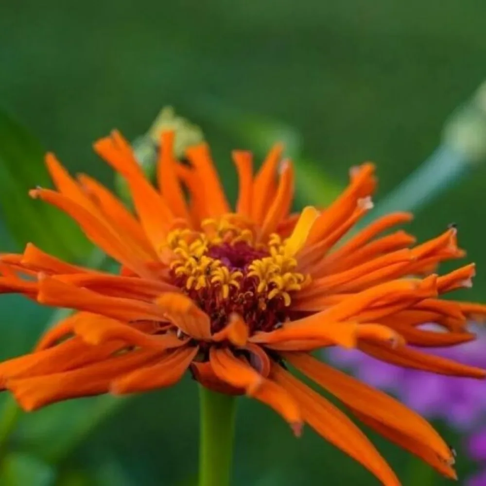 Tsinnia 'Aztec'