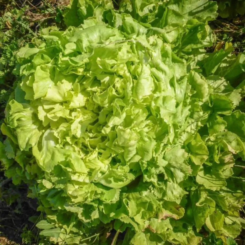 Endiivi 'Geante'