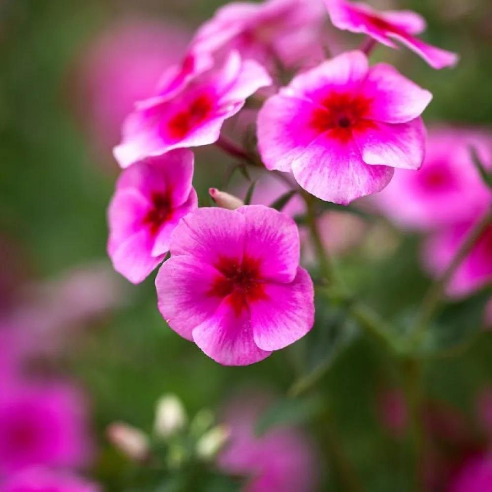 Kesäleimu 'Brilliant Rose'
