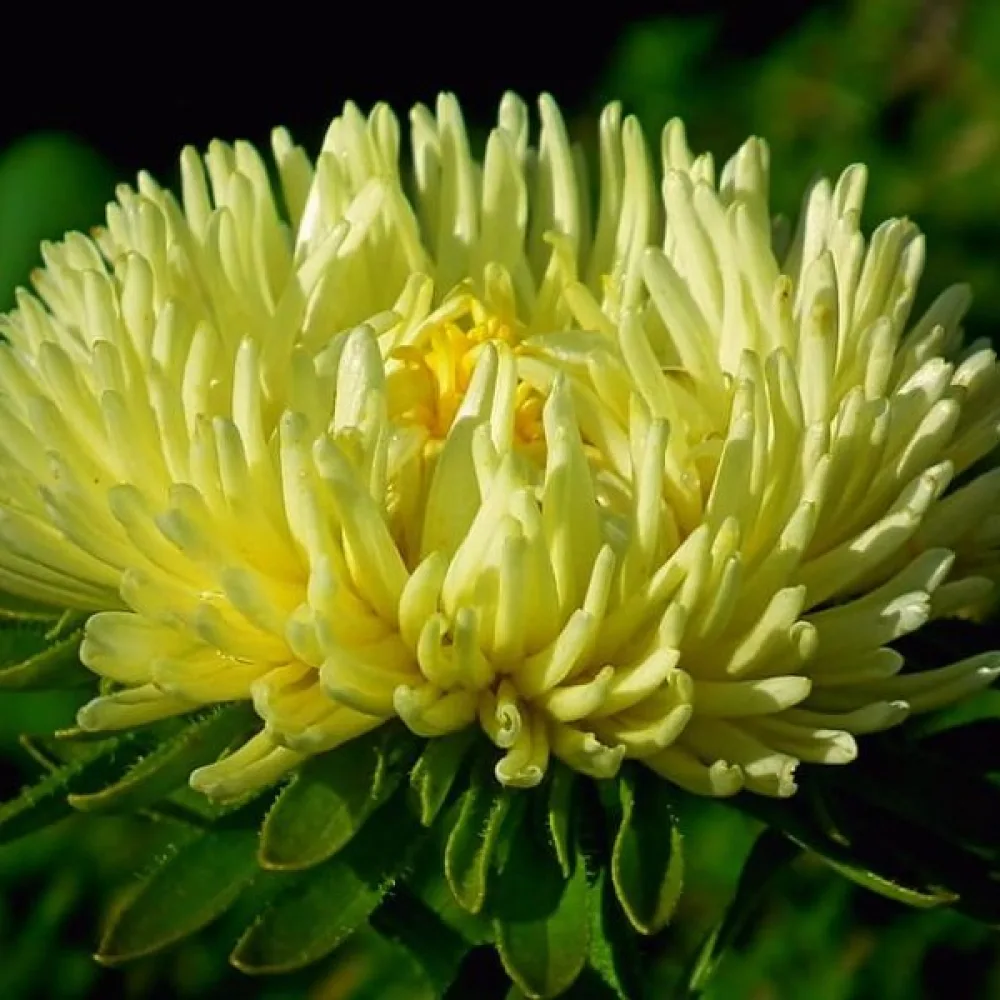 Kesäasteri 'Needle Goldstrahl'