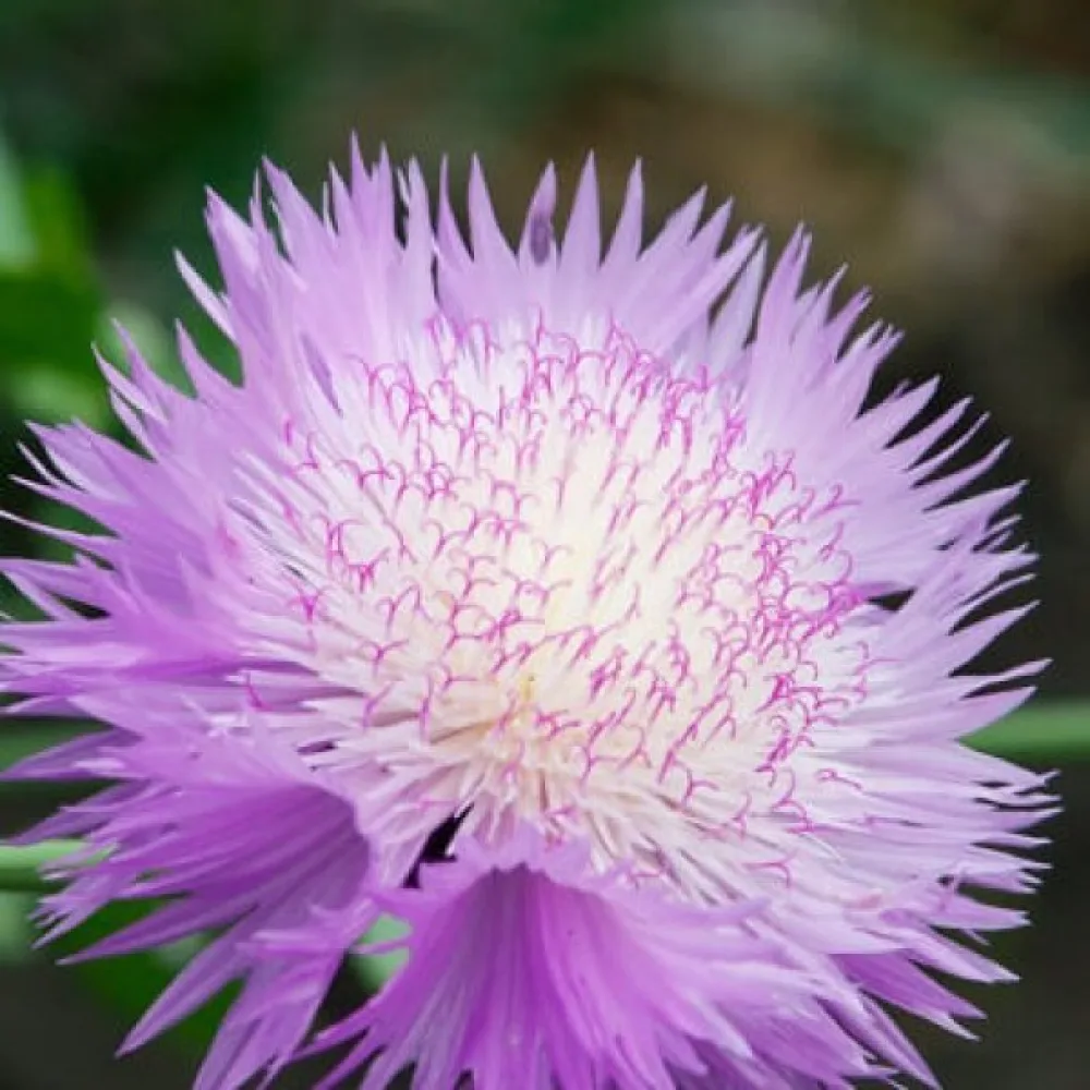 Myskikaunokki 'Graciosa', liila
