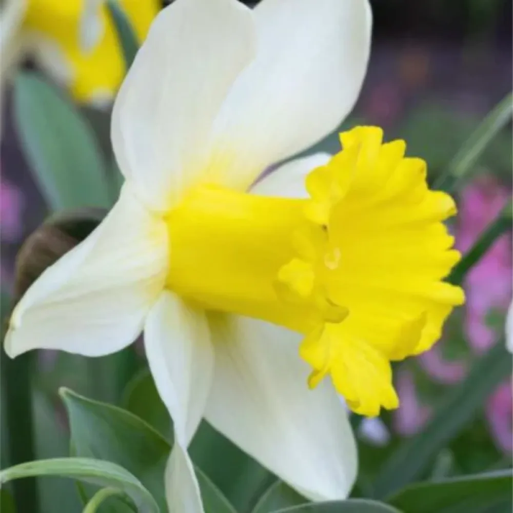 Narsissi 'January Silver'