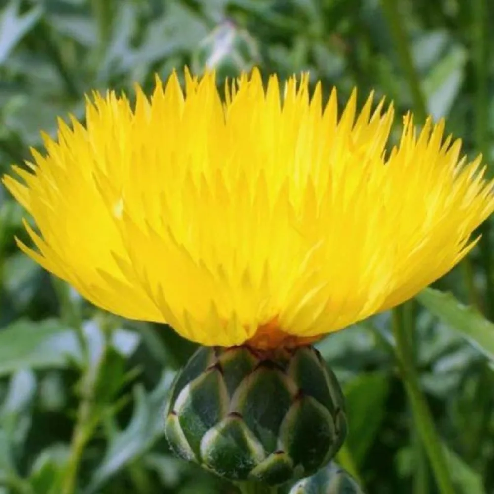 Myskikaunokki 'Suaveolens', keltainen