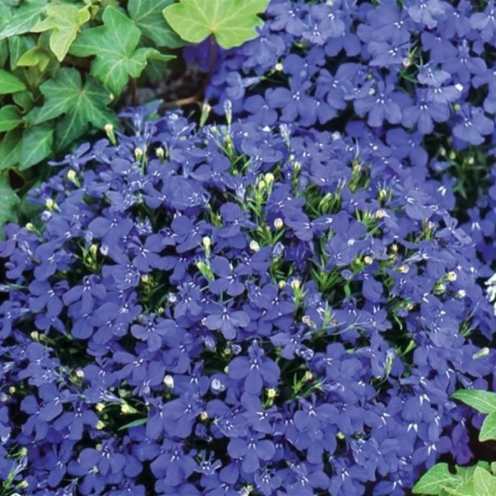 Sinilobelia 'Emperor William'