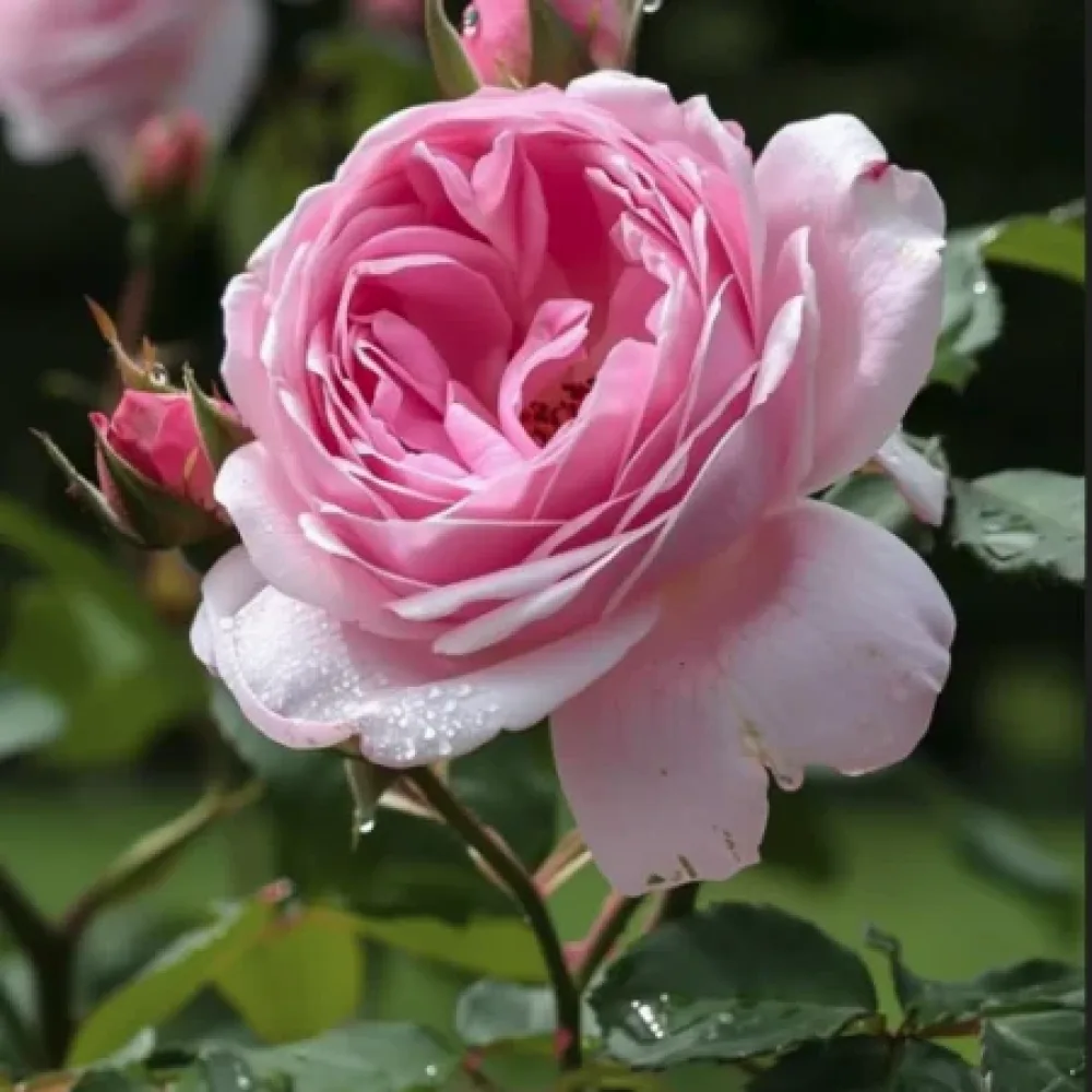 Ruusu 'Gentle Giant' – paljasjuurinen