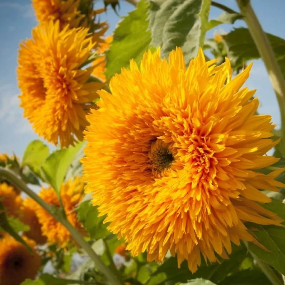 Auringonkukka 'Tall Sungold'