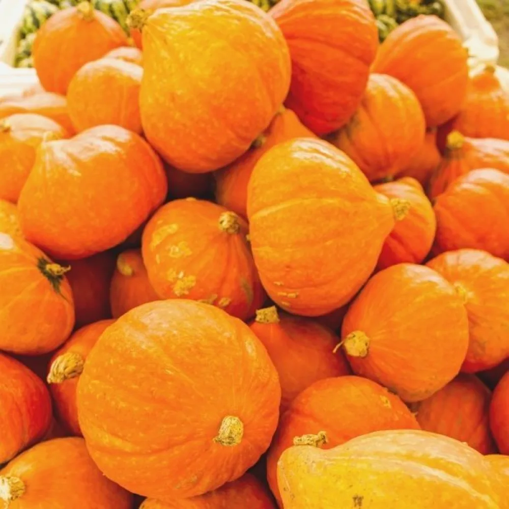 Kurpitsa 'Justynka F1'