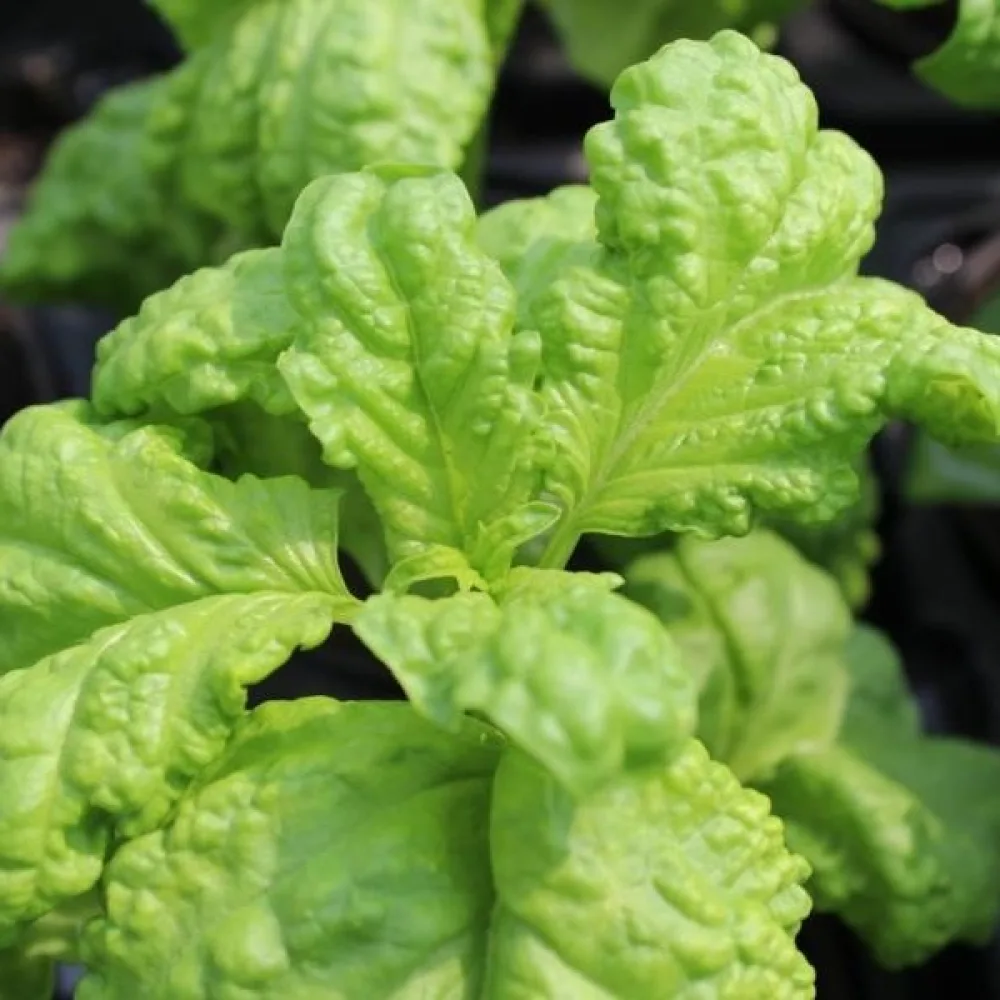Basilika 'Lettuce Leaf' – mikroversoiksi