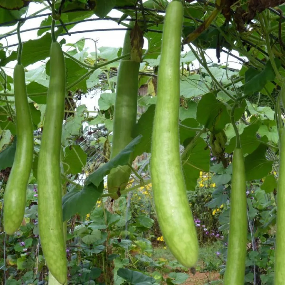 Pullokurpitsa 'Snake'