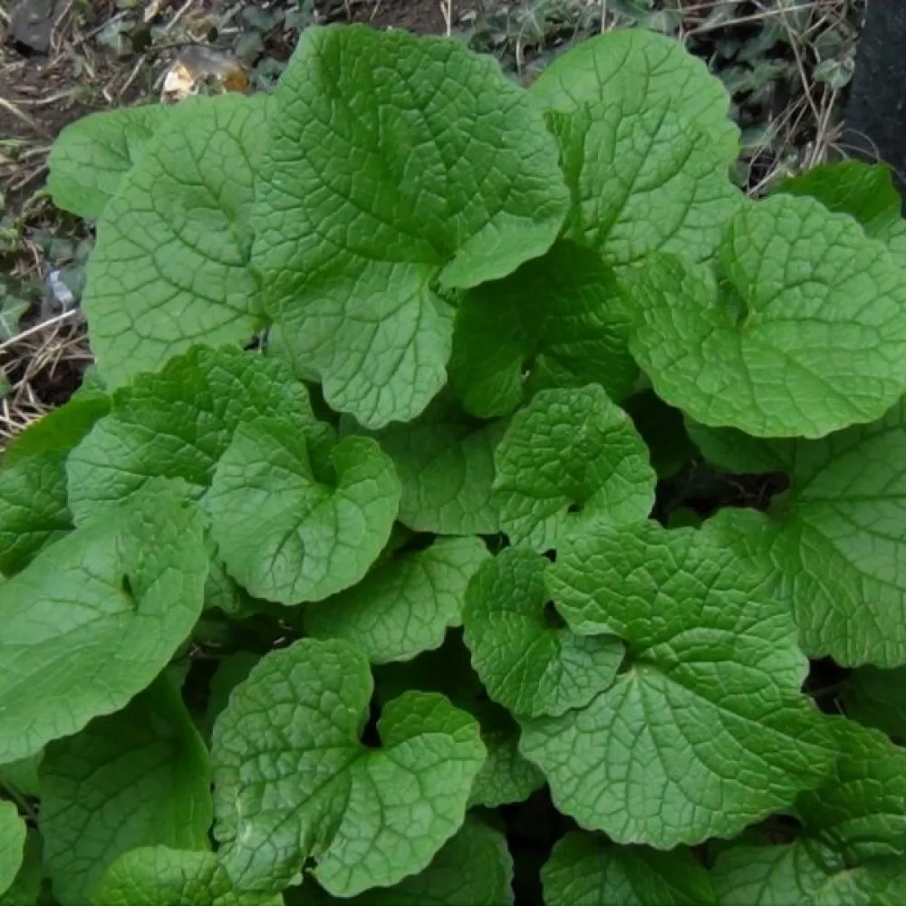 Litulaukka Alliaria petiolata