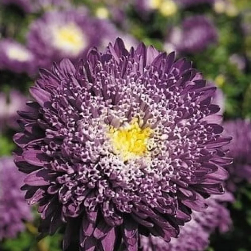 Kesäasteri 'Princess' – violetti