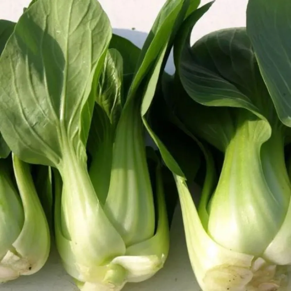 Pak choi, vihreä