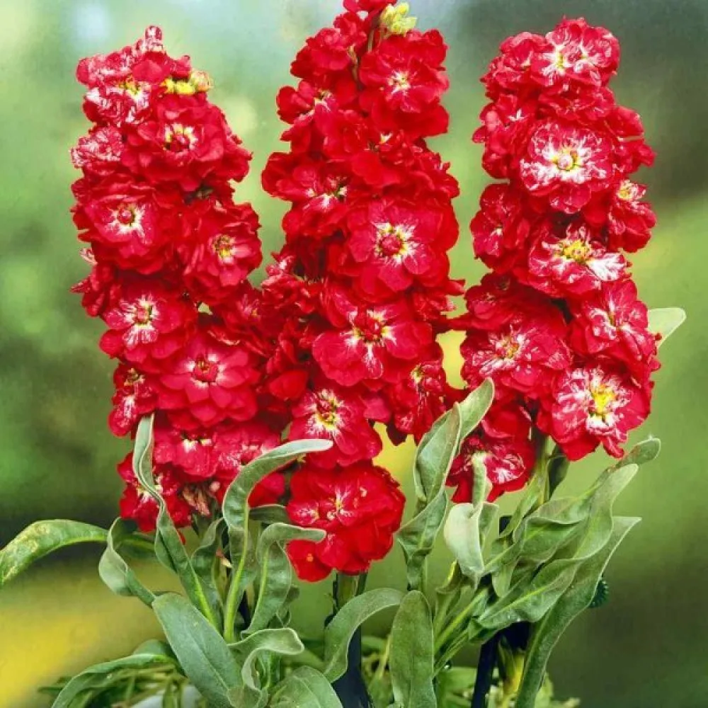 Kesäleukoija Matthiola incana, punainen